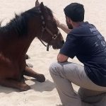 horses-help-heal-soldiers-amid-israel’s-mounting-ptsd-crisis-after-oct-7-attacks