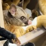 live-possum-discovered-hiding-among-plush-toys-in-an-australian-airport-gift-shop
