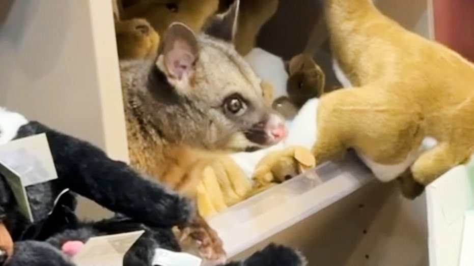 live-possum-discovered-hiding-among-plush-toys-in-an-australian-airport-gift-shop