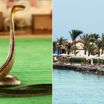 tourist-dies-at-luxury-resort-after-cobra-from-snake-show-climbs-up-pants,-bites-him:-police