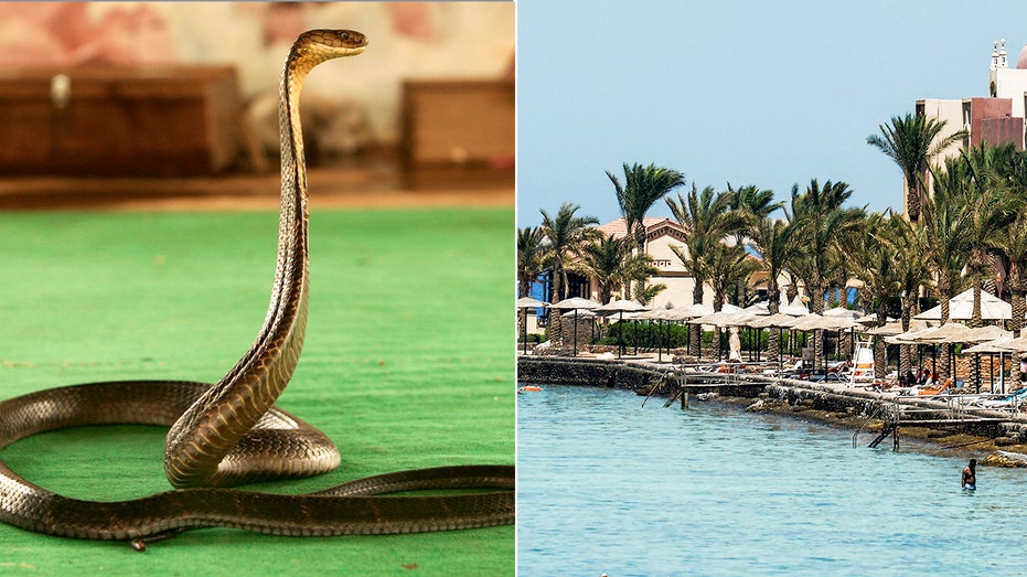 tourist-dies-at-luxury-resort-after-cobra-from-snake-show-climbs-up-pants,-bites-him:-police