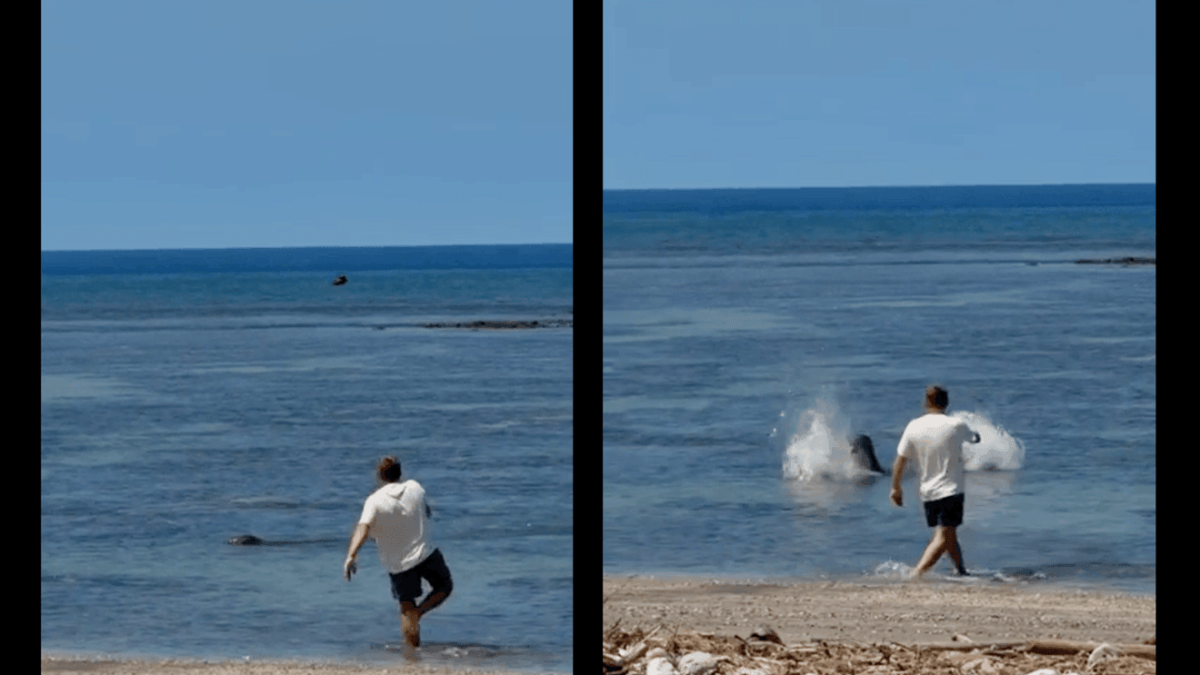 man-charged-after-allegedly-throwing-rock-at-endangered-hawaiian-monk-seal