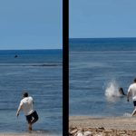 man-charged-after-allegedly-throwing-rock-at-endangered-hawaiian-monk-seal