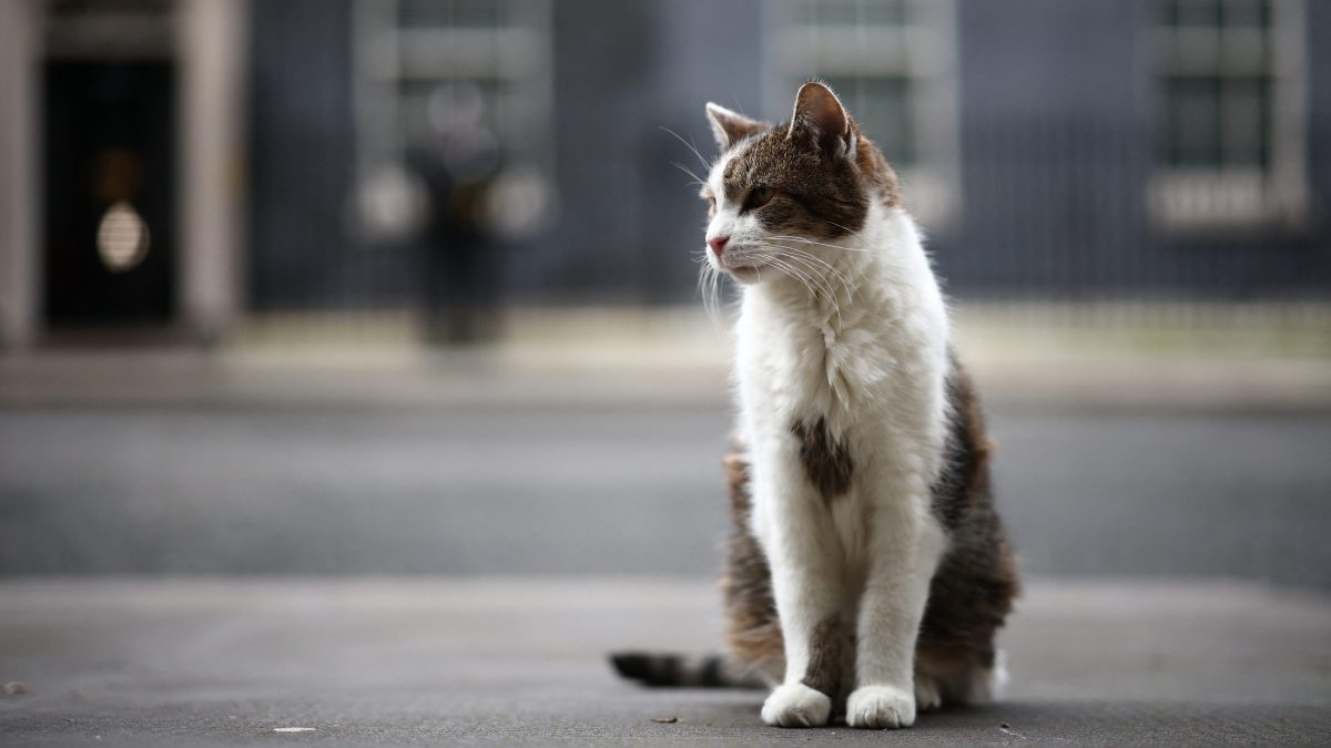 how-larry-the-cat-became-uk’s-‘chief-mouser’-of-10-downing-street