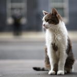 how-larry-the-cat-became-uk’s-‘chief-mouser’-of-10-downing-street