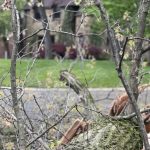 may-7,-2026-–-black-squirrel-news