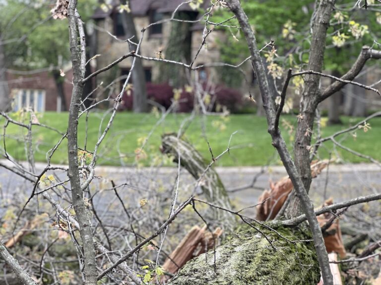 may-7,-2026-–-black-squirrel-news