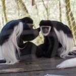 7-fun-facts-about-the-animals-at-binder-park-zoo-–-black-squirrel-news