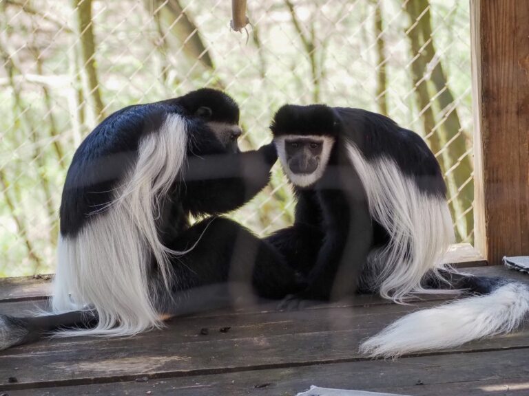 7-fun-facts-about-the-animals-at-binder-park-zoo-–-black-squirrel-news