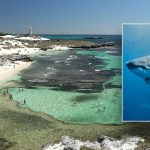 man-dies-after-attack-by-13-foot-great-white-shark-near-popular-island-resort:-officials